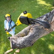 How Our Tree Care Process Works  in  Paris, IL