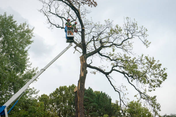Professional Tree Services in Paris, IL
